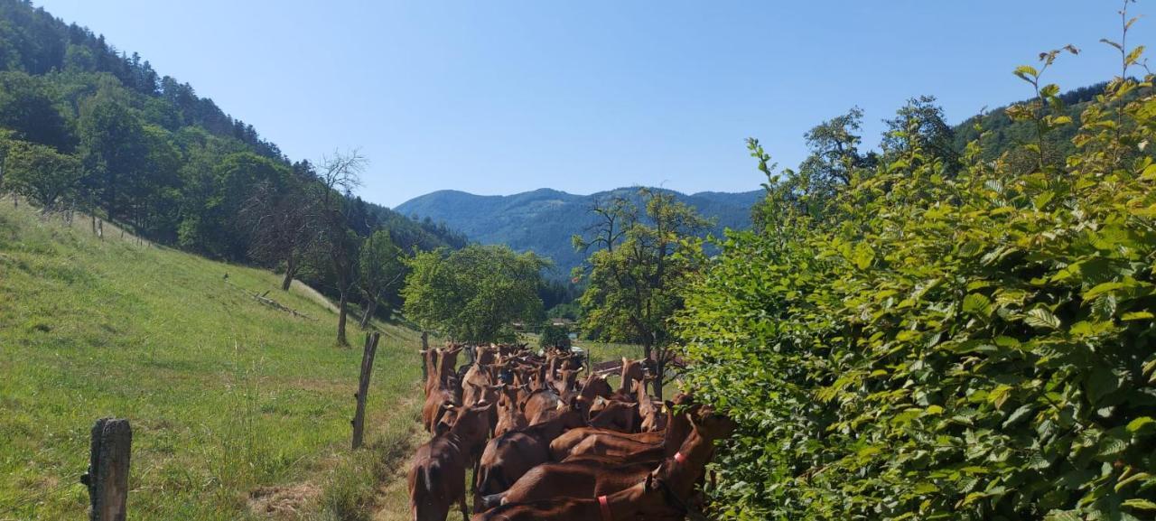Nos 2 Gites A La Fermy'Air Mollau Exterior foto